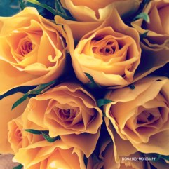 yellow_roses